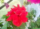 DSCN4608