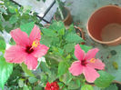 DSCN4609