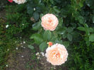 Parfum dOrleans