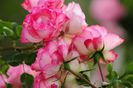 Bordure Rose