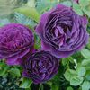 Ebb-Tide-Rose