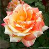 edelrose-marvelle-_rosa-marvelle-1
