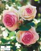 Eden-Rose-85