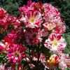 Fourth-of-July-Rose
