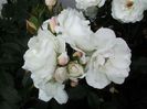 iceberg_with_buds
