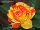 Oranges And Lemons