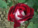 Osiria Rose
