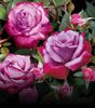 Paradise Hybrid Tea Rose
