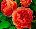 Pat_Austin