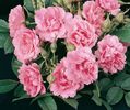 Pink Grootendorst Rose
