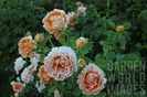 POLKA_ROSE
