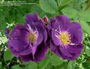 Rhapsody in Blue