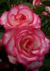 Rosa Laminuette