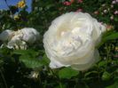 Rosa_'Winchester_Cathedral'