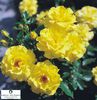 Rosa-Beet-Rose-Friesia