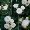 Rose Artemis