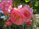 Rose Harlekin
