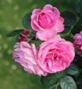 Rose Leonardo da Vinci