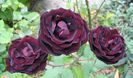 Rose Louis XIV