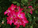 Rose of Picardy