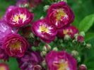 Rose -Perennial Blue-