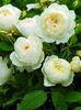 Rose-Claire-Austin