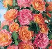 ROSIER BORDURE CAMAIEU
