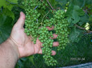 CHASSELAS DORE