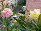 DSCN3535 - Copie