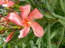 DSCN3547 - Copie