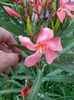 DSCN3549 - Copie