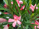 DSCN3550 - Copie