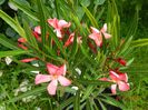 DSCN3551 - Copie