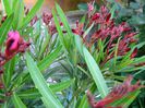 DSCN3552 - Copie