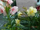 DSCN3580 - Copie
