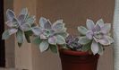 Graptopetalum paraguayense