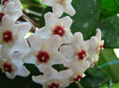 Hoya Carnosa (7)