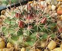 Mammillaria ...