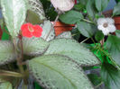 Alsobia si Episcia