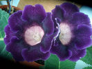 TIGRINA BLUE