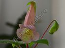 Sinningia EW s Pink Pearl