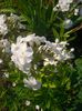 Phlox white