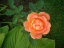 Lady of Shalott • AUSnyson