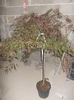 acer palmatum dissectum