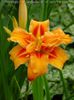 Hemerocallis Apricot Beauty