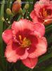 Hemerocallis Baby Red Eyes