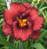 Hemerocallis Berrylicious