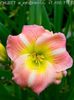 Hemerocallis Cherry Tiger