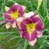 Hemerocallis Kansas City Kicker