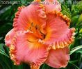 Hemerocallis Lori Goldston